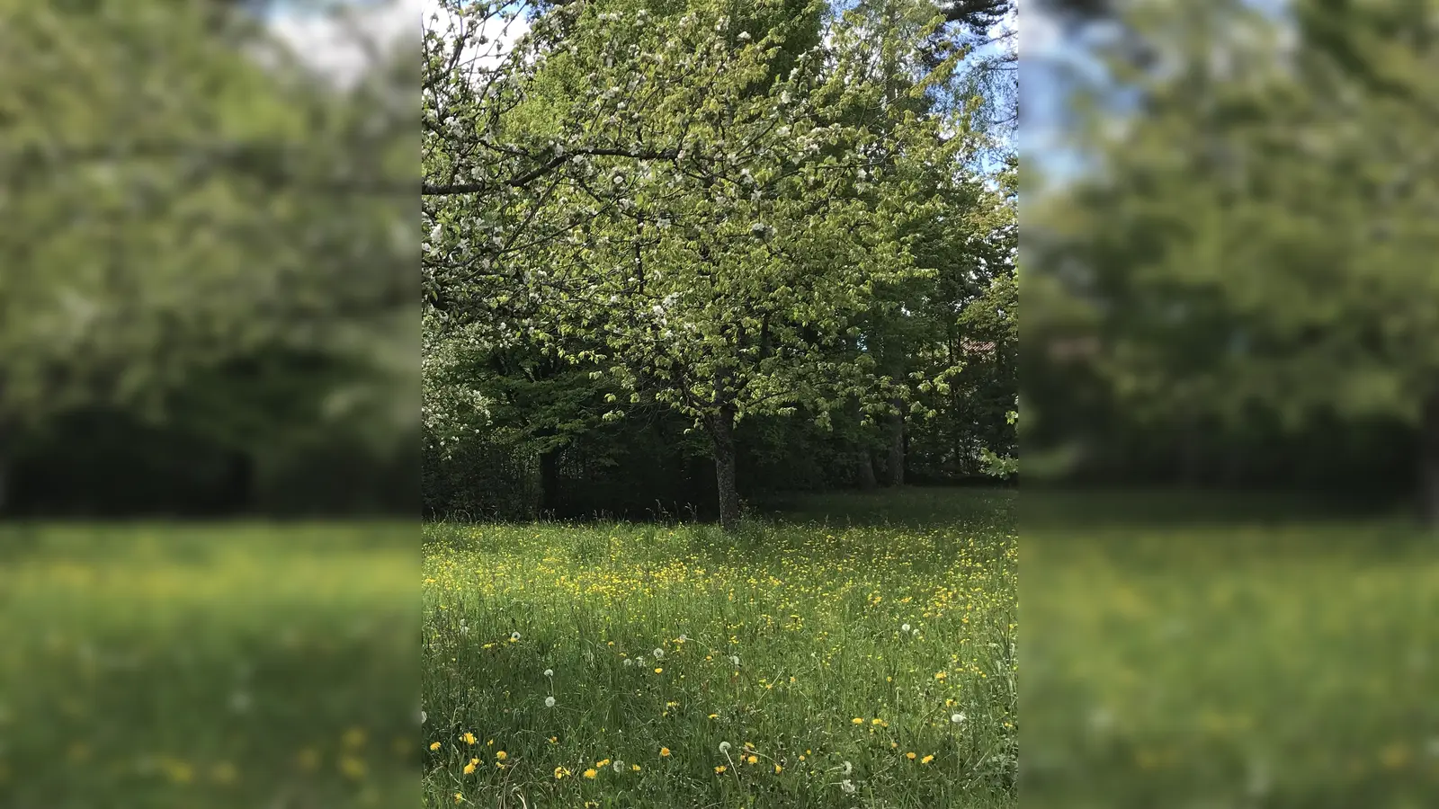 Silvia Fuchs vom Umweltamt Grünwald und Bürgermeister Jan Neusiedl freuen sich schon auf die Blühstreifen, die demnächst auf der Streuobstwiese realisiert werden. (Foto: hw)