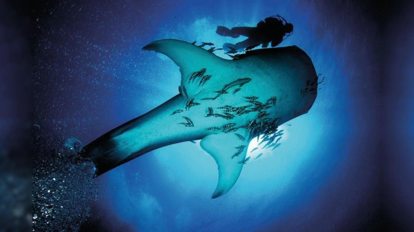 Der Forschungstaucher Uli Kunz dokumentiert mit preisgekrönten Bildern faszinierende Lebensräume, Am 13. November gestaltet er gemeinsam mit der Meeresbiologin  Sandra Schöttner einen Themenabend unter dem Motto „Leidenschaft Ozean”. (Foto: © Uli Kunz)