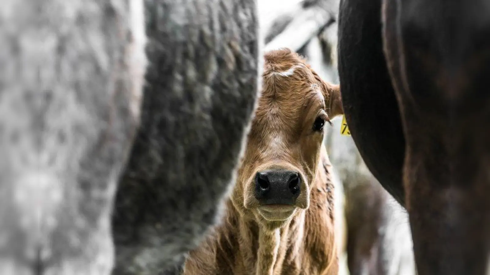 Bereits der Start ins Leben ist bei Kühen entscheidend. Sind sie schon im Leib der Mutterkuh gut versorgt, steht einem langen Leben als leistungsstarkes und vor allem gesunden Tier nichts mehr im Weg. (Foto: Radka Schöne/pixelio)
