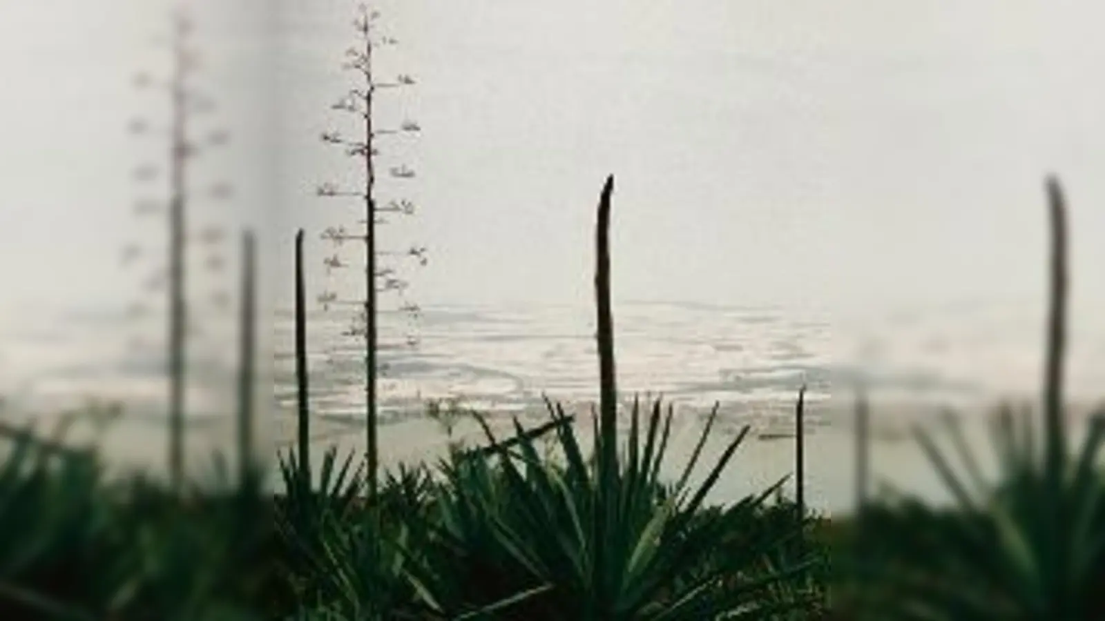 »El Mar de Plastico« nennt Christoph Lammers dieses Foto. 	 (Foto: VA)