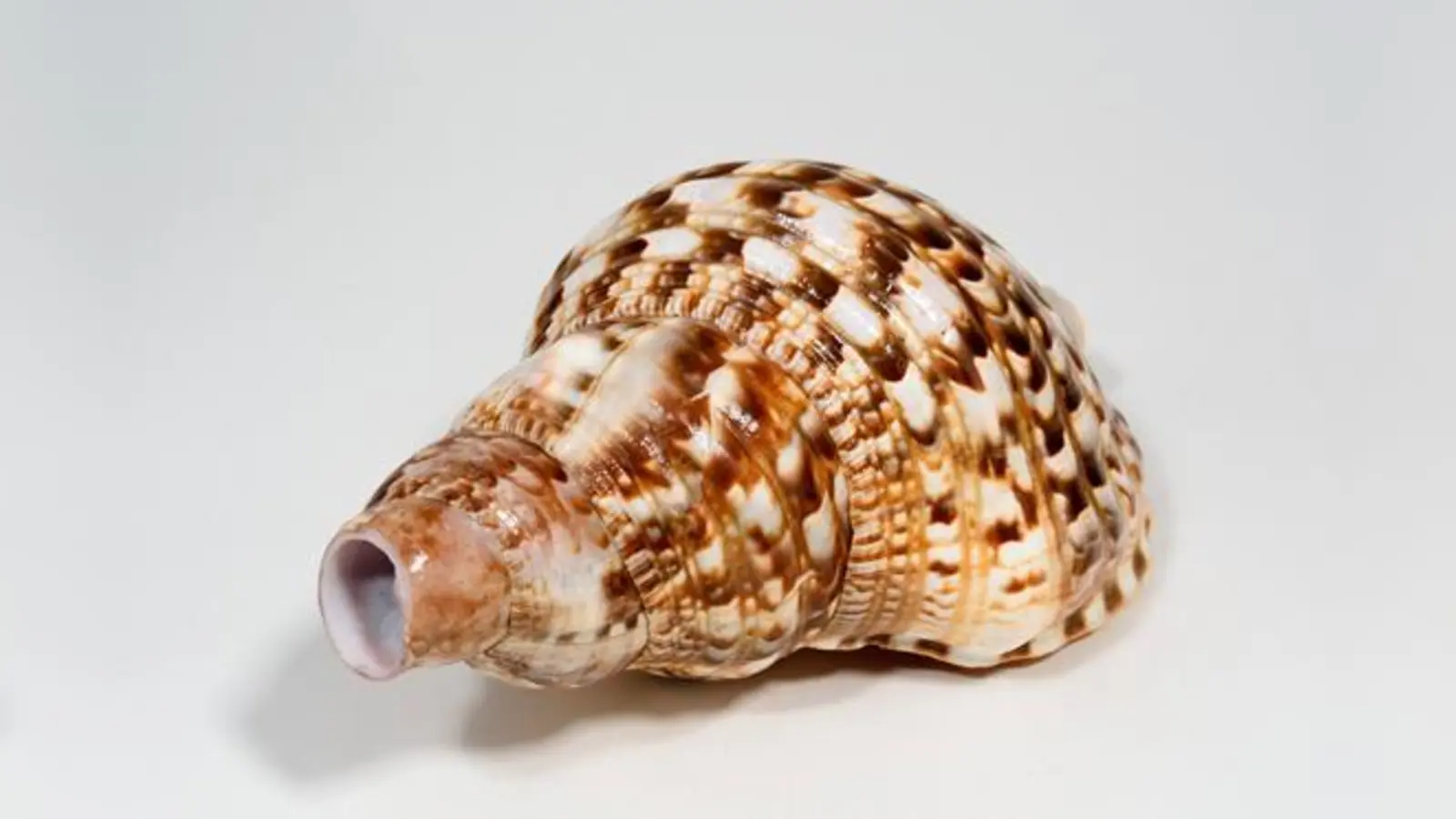 Ausstellungsobjekt im Alten Schloss Schleißheim: Ein Horn aus Katalonien.	 (Foto: Bayerisches Nationalmuseum München)