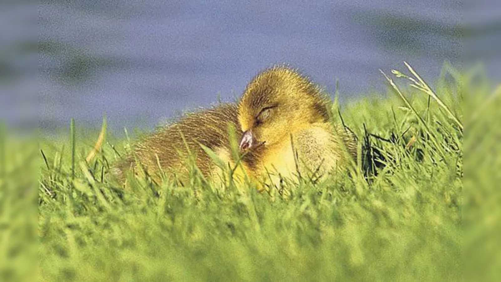 Warum fallen Vögel beim Schlafen nicht vom Ast? Die Führung beantwortet Fragen wie diese.	 (Foto: Silke Sorge)