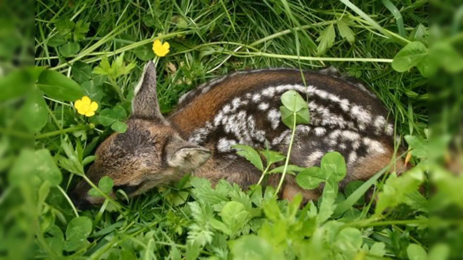 Um den Wildtieren grausame Verstümmelungen zu ersparen, braucht es die  aktive Mitwirkung von Landwirten und der Bevölkerung.	 (Foto: BJV)