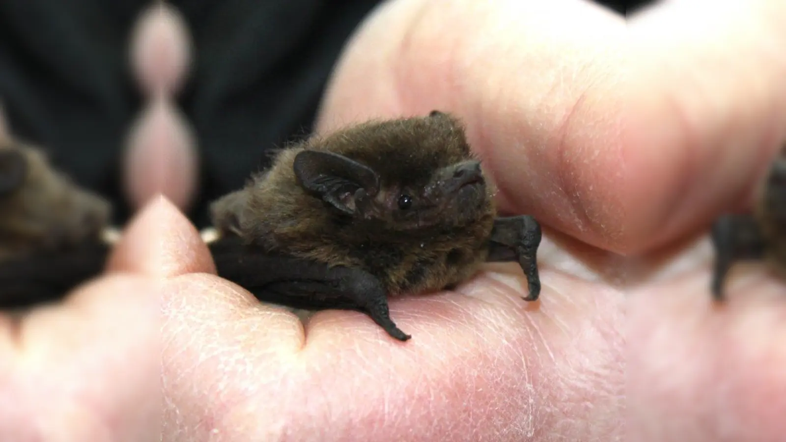 Fledermäuse genießen inzwischen in weiten Teilen der Bevölkerung Achtung und Sympathie - dennoch sind alle bayerischen Arten gefährdet. (Foto: Tierschutzverein München)