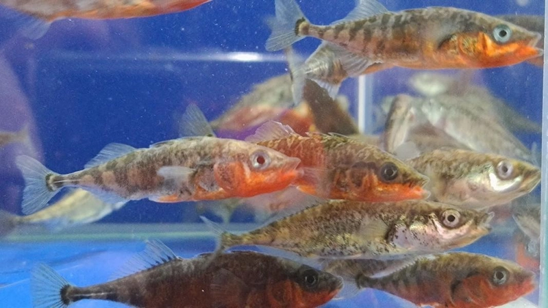 Stichlinge. (Foto: Aquaterra)