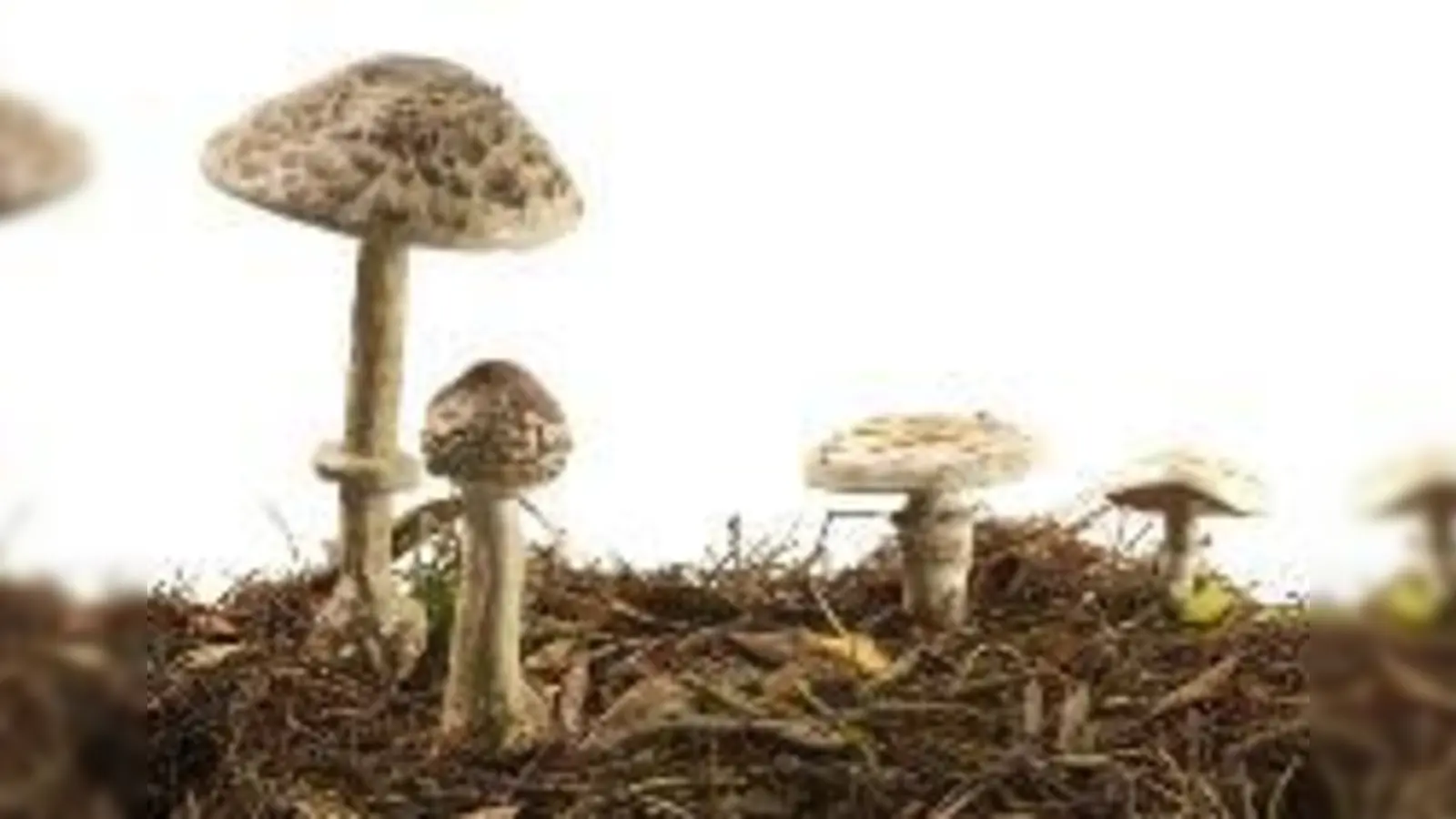 Der Parasol gedeiht im Sommer und im Herbst in lichten, grasigen Wäldern. Charakteristisch ist der weiß-braun genatterte Stil.	  (Foto: VA)