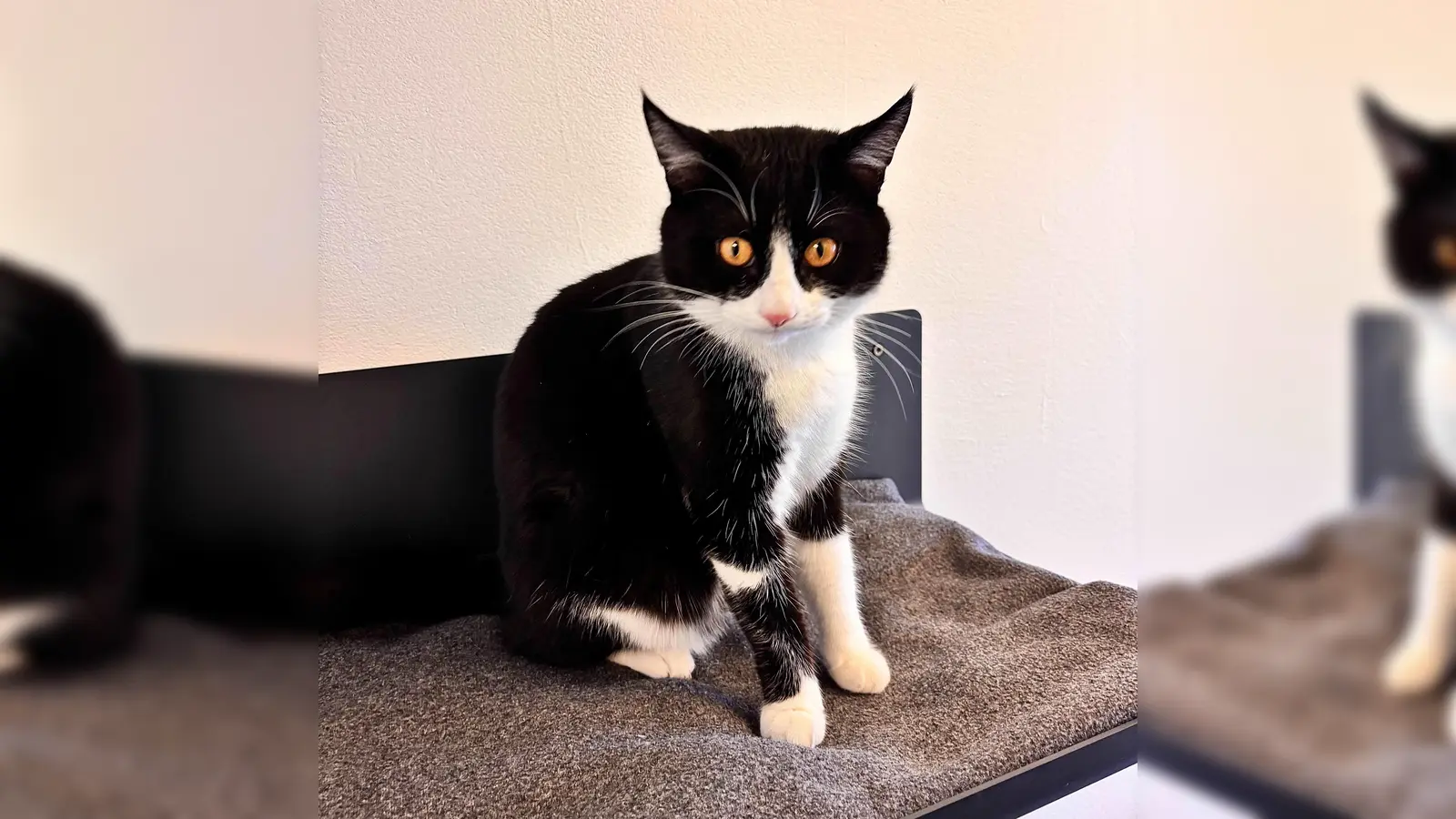 Europäisch Kurzhaar Kater Alvin. (Foto: Tierheim Riem)