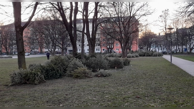 Am Georg-Freundorfer-Platz haben sich zahlreiche abgelegte Christbäume angesammelt. (Foto: Beatrix Köber)