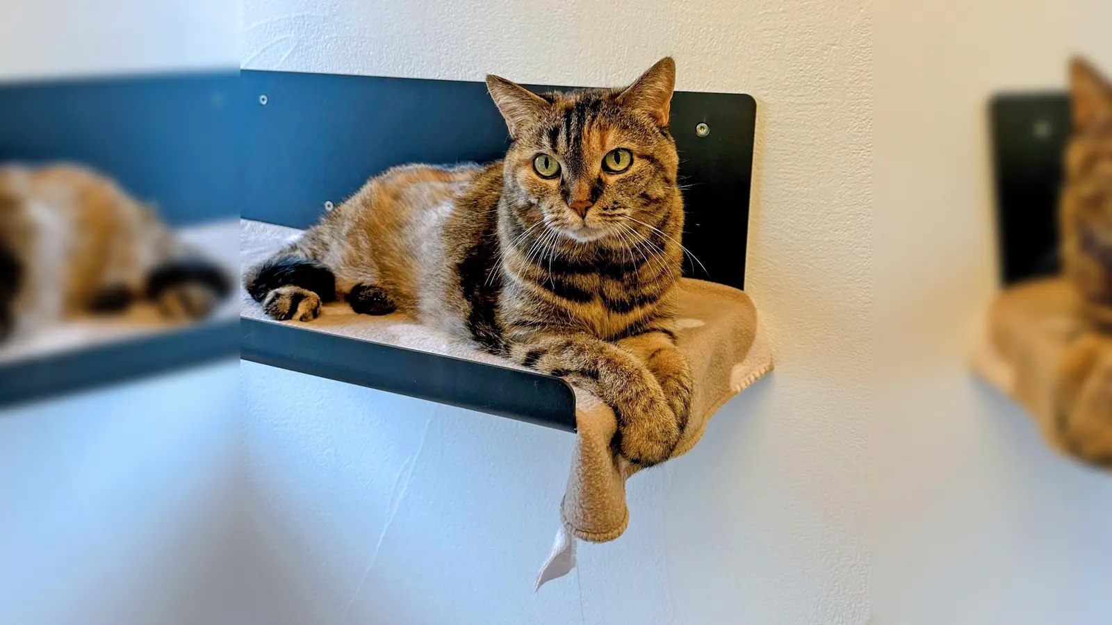  Europäisch Kurzhaar-Katze Trixie. (Foto: Tierheim Riem)