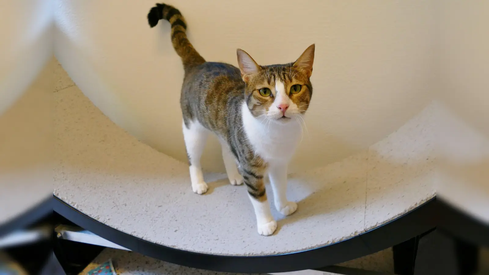 Feta ist zutraulich, menschenbezogen und sehr verschmust. (Foto: Tierheim Riem)