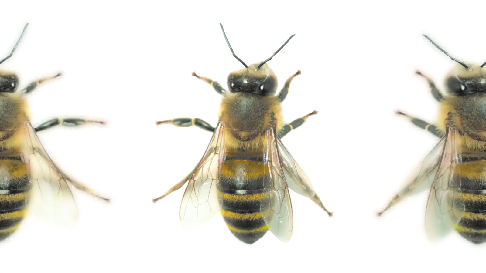 Honigbiene. (Foto: wsp)