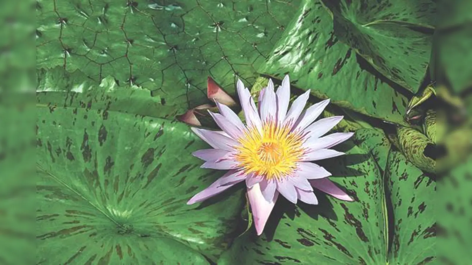 Eine wasserlebende Pflanze, die nur im Sommer zu sehen ist: Tropische Seerose im Victoriahaus.	 (Foto: VA)