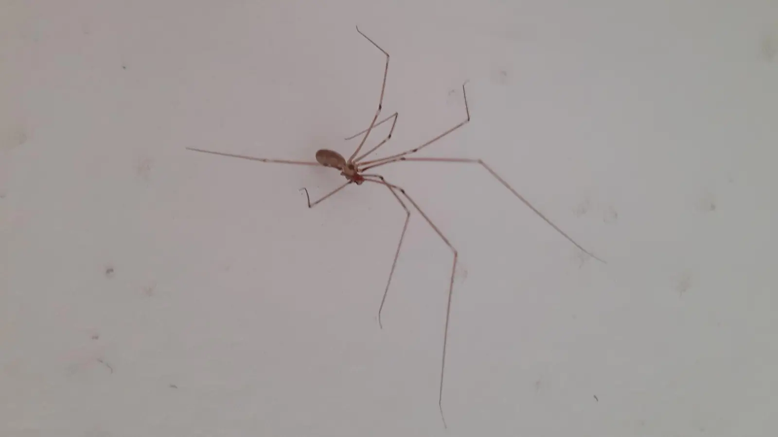 Spinnentiere sind nützlich und bisweilen auch schön anzusehen. Beim Familiennachmittag erfährt man viel Interessantes über die Tiere. (Foto: mha)