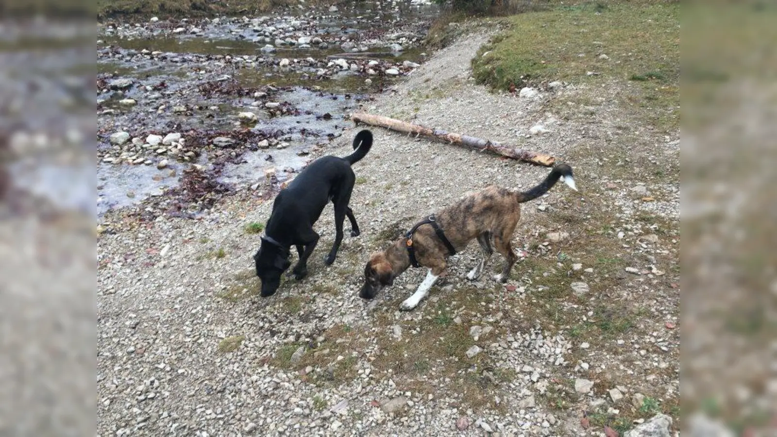 Gemeinsam macht's mehr Spaß - deshalb sind auch die Hundewanderungen des Tierschutzvereins so beliebt. (Foto: bb)