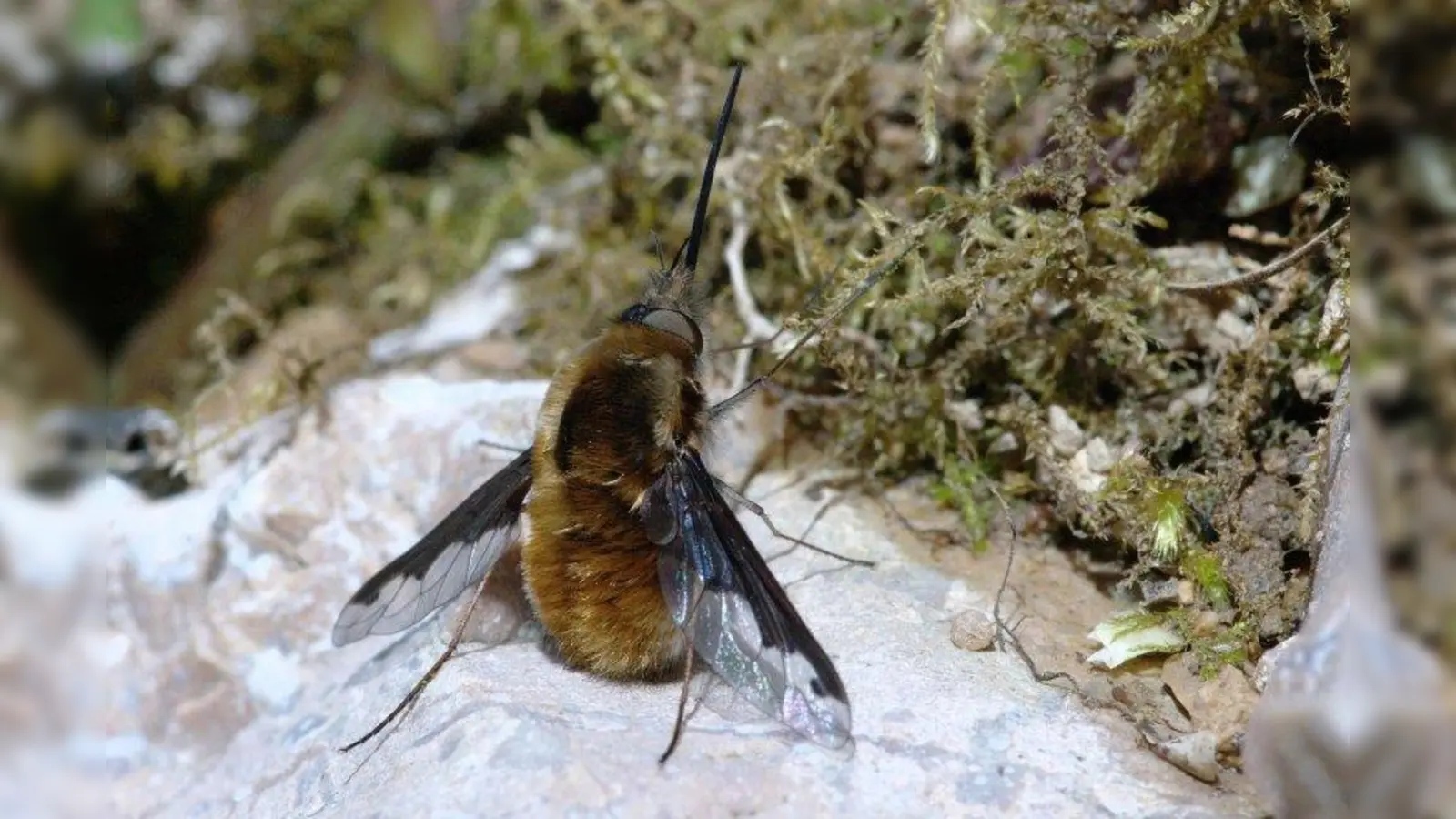 Ein Wollschweber-Weibchen bei der Eibepuderung und Ablage. (Foto: Hamon jp/ commons.wikimedia)