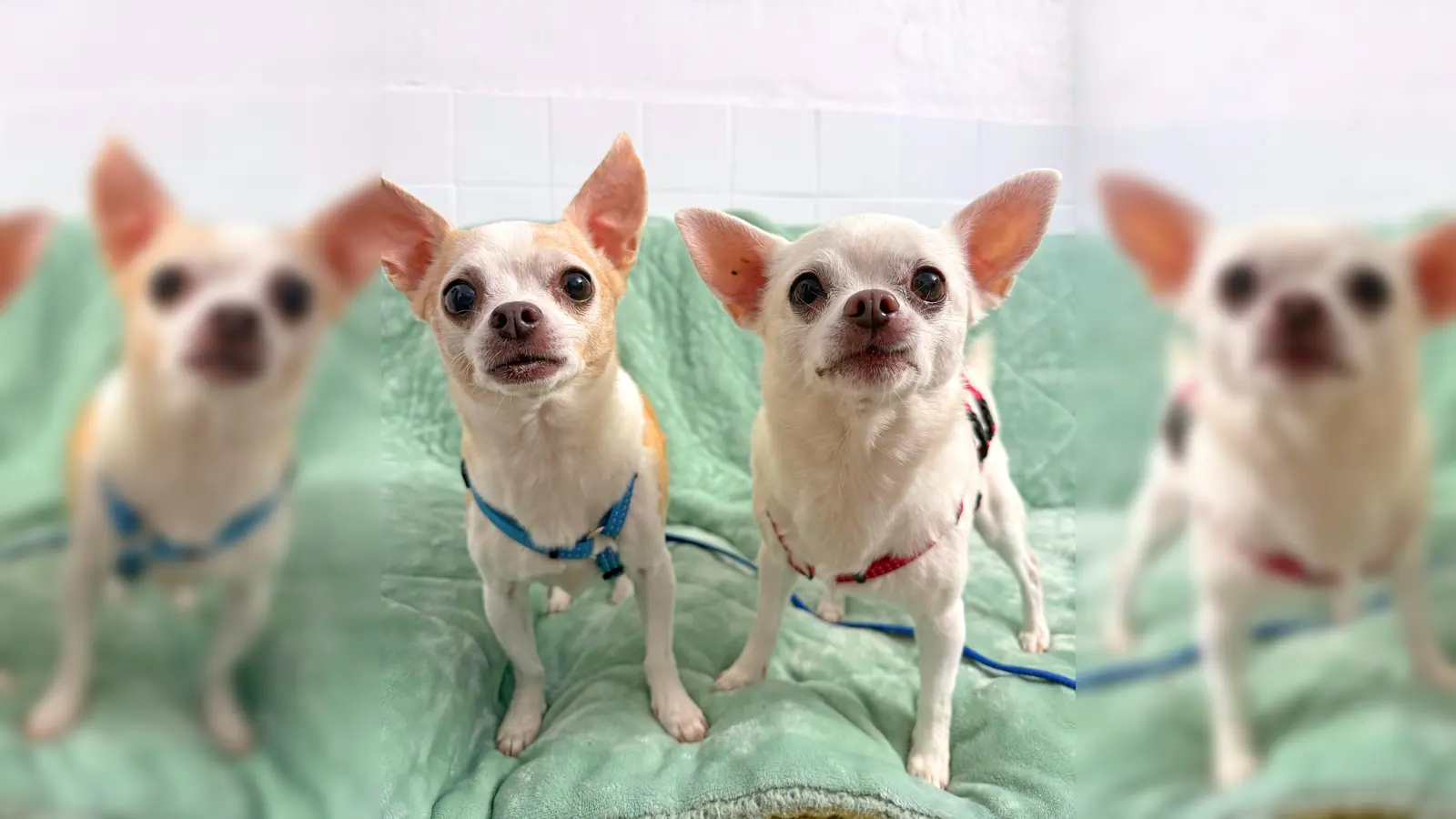 zwei süßen Chihuahuas Pinga und Pino. (Foto: Tierheim Riem)