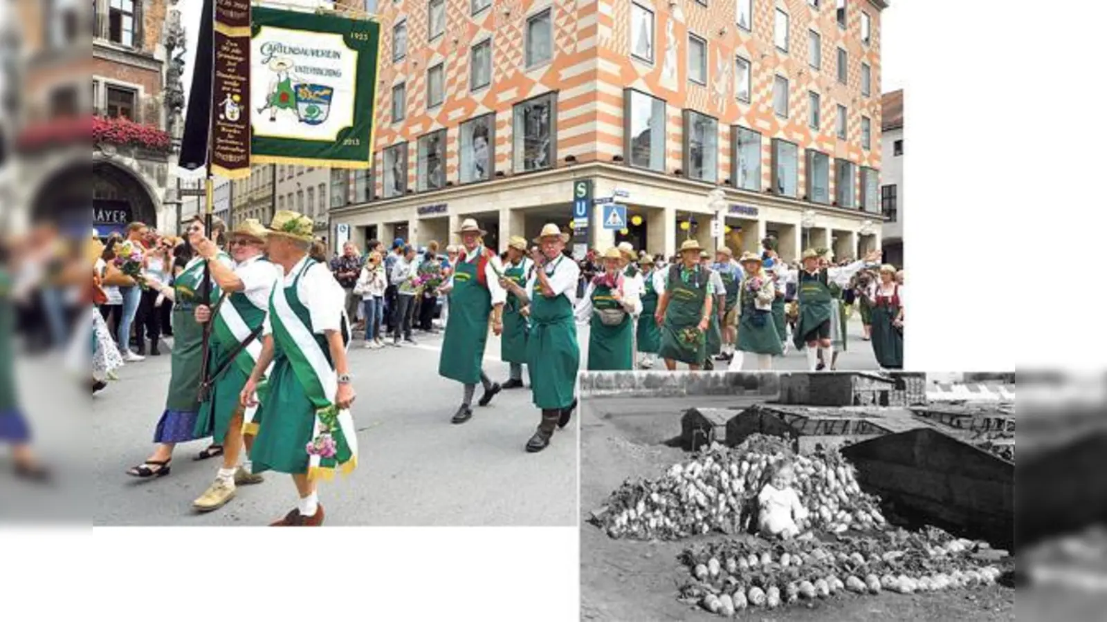 Auch aus Unterhaching nehmen jedes Jahr Teilnehmer beim Gärtner-Jahrtag teil. Er findet immer am 2. Dienstag im August statt, dieses Jahr am 7. August. Foto klein: Der berühmte Münchner Radi kam in den 50ern stets schon zu Josephi auf den Markt.  (F: VA)