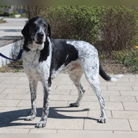 Basti ist ein zutraulicher, menschenbezogener und sehr verschmuster Rüde. (Foto: Tierheim Riem)