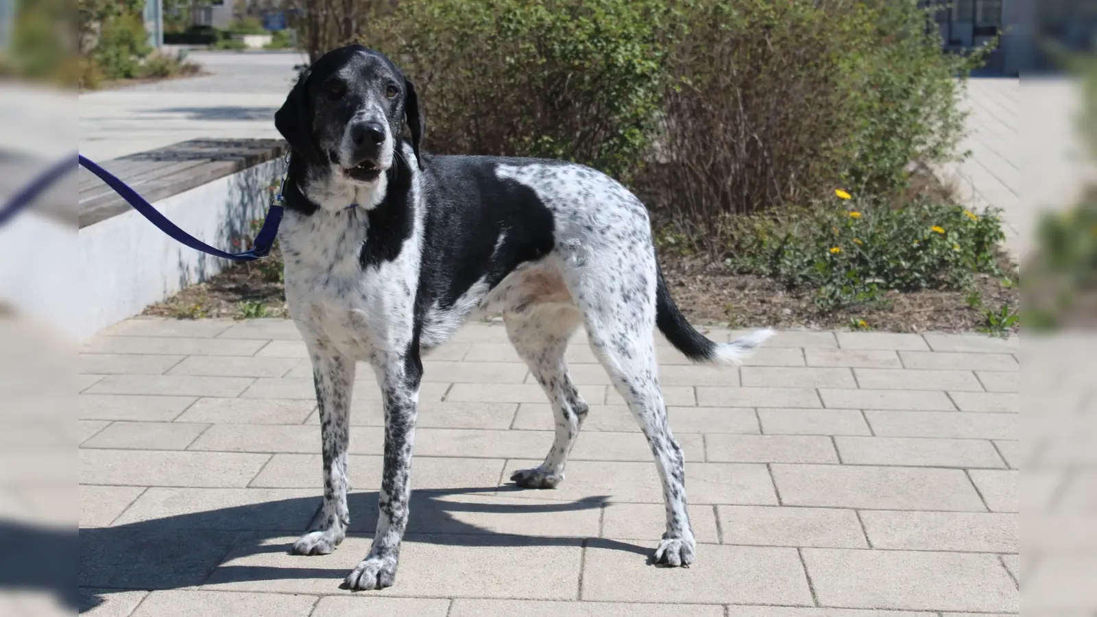 Basti ist ein zutraulicher, menschenbezogener und sehr verschmuster Rüde. (Foto: Tierheim Riem)