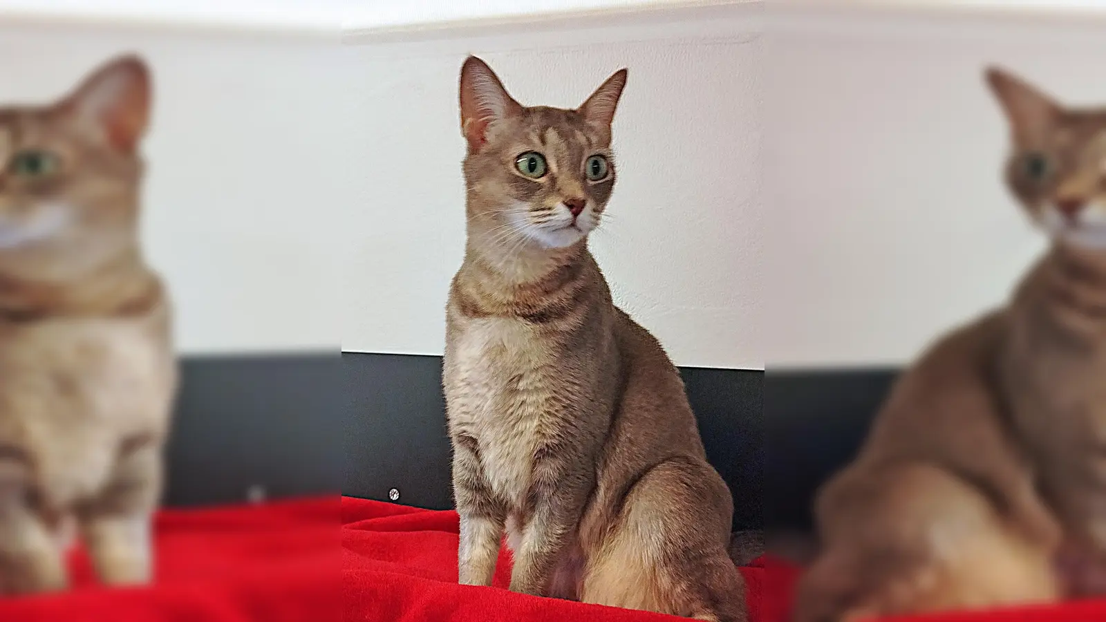 Europäische Kurzhaarkatze Bouboude. (Foto: Tierheim Riem)