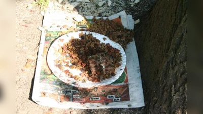 Eklige Essensreste auf einem Teller unter einem Baum in der Nähe des Spielplatzes locken Wespen und Schmeißfliegen an. Das könnte für Kinder gefährlich werden. (Foto: tg)