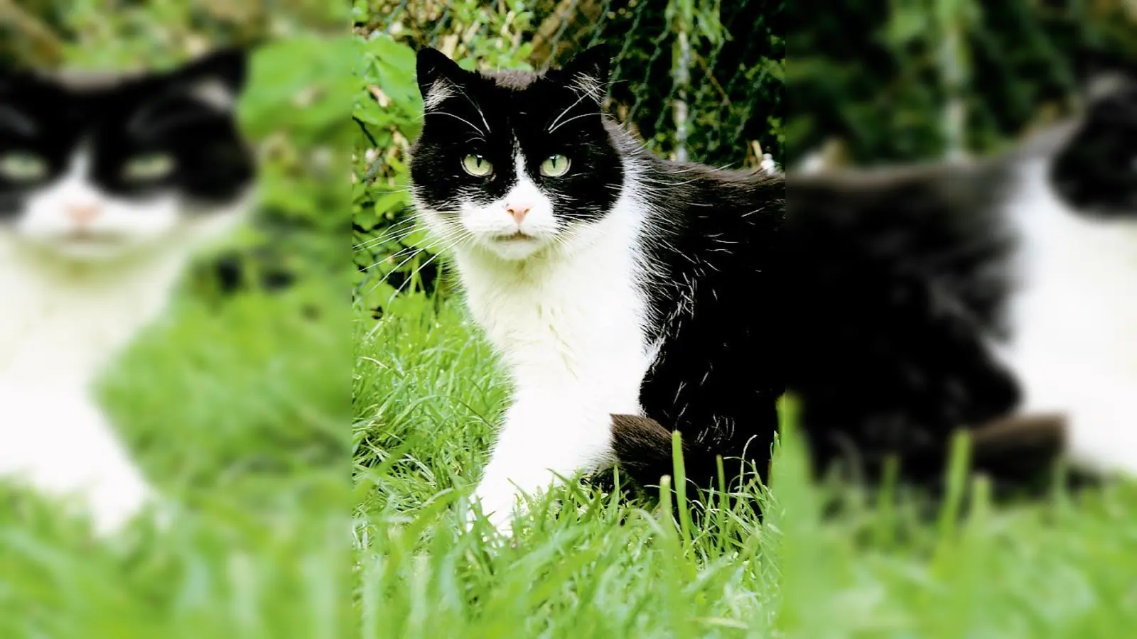 Auf Samtpfoten: Flohmarkt zugunsten des Katzen­gnadenhofs in Berg am Laim.	 (Foto: VA)