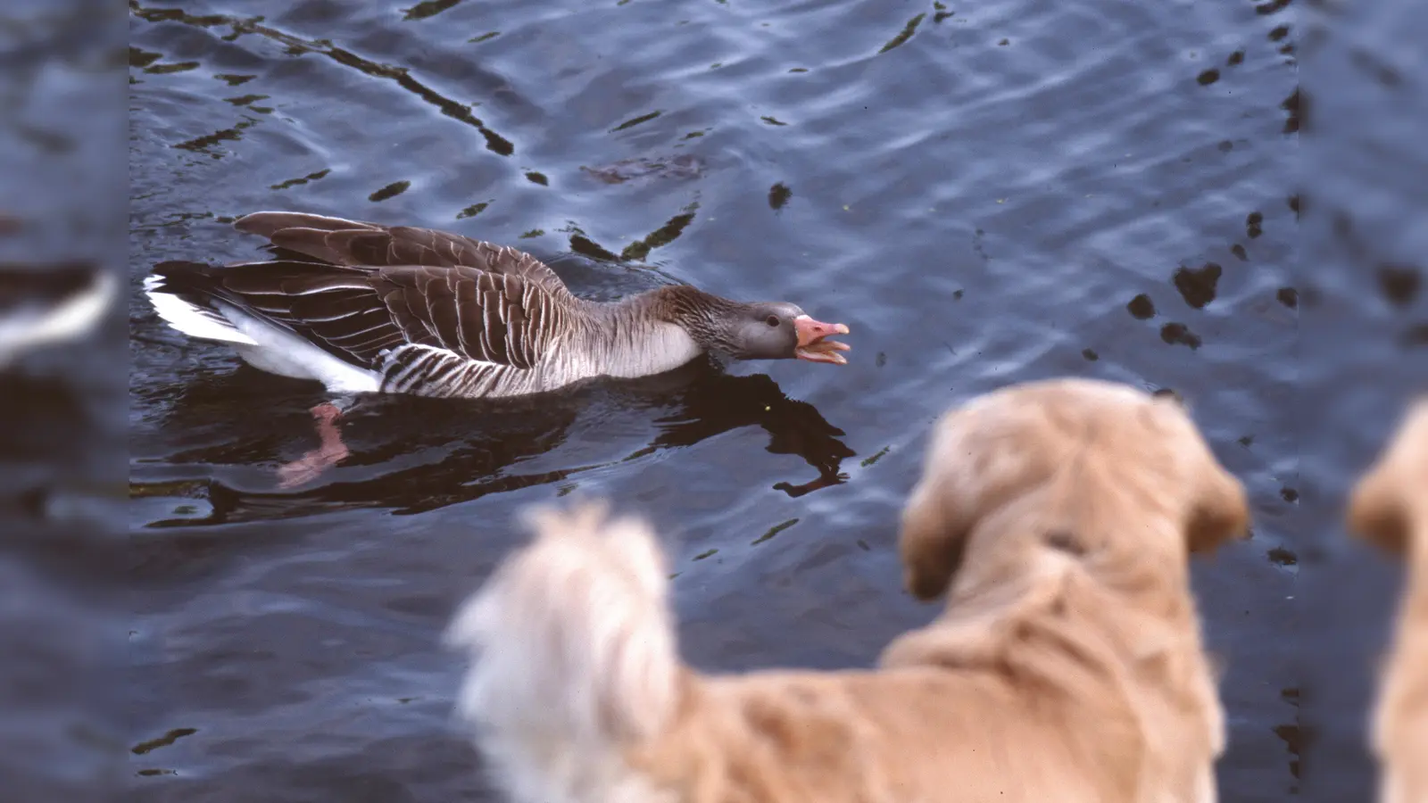 Nester und Junge werden gegen viel größere Feinde wie Hunde verteidigt. (Foto: Sorge)