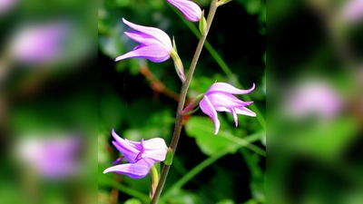 Oft gesehen und nicht beachtet. Nur der geschulte Blick offenbart hier, dass es sich tatsächlich um eine Orchidee handelt: das rote Waldvöglein. (Foto: pixabay)