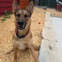 Der Schäferhund-Mix Miles ist intelligent und lernt schnell. (Foto: Tierheim Riem)