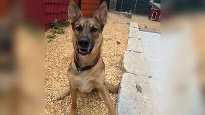 Der Schäferhund-Mix Miles ist intelligent und lernt schnell. (Foto: Tierheim Riem)