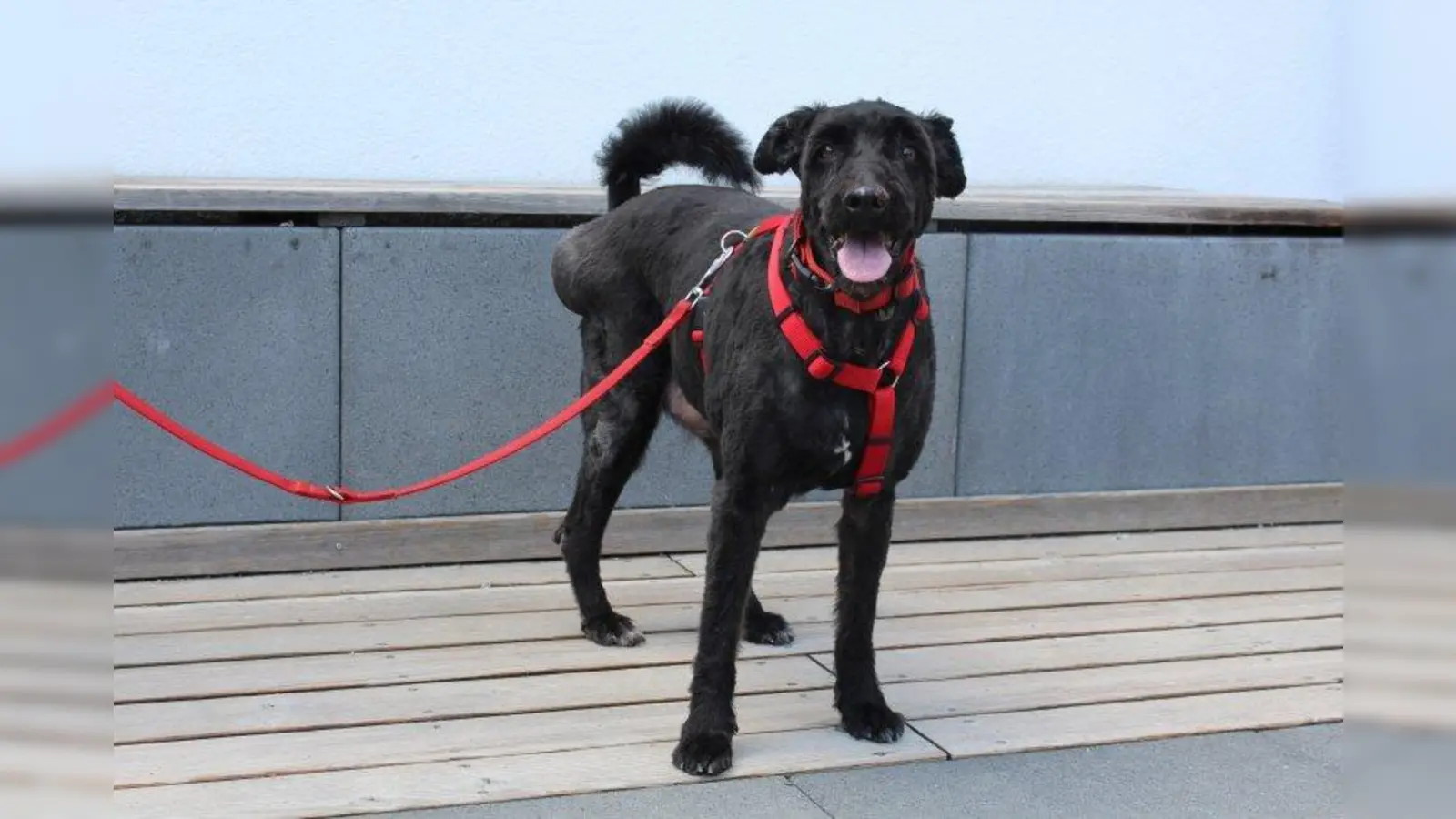 Flott (Foto: Tierheim München)