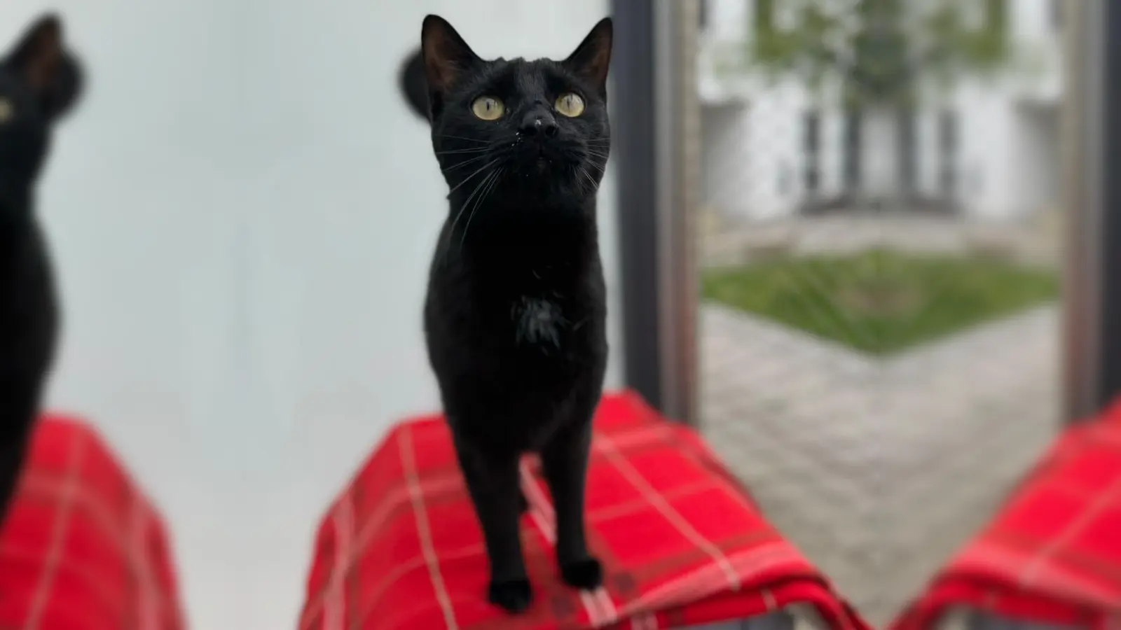 Europäischer Kurzhaar Kater Zero. (Foto: Tierheim Riem)