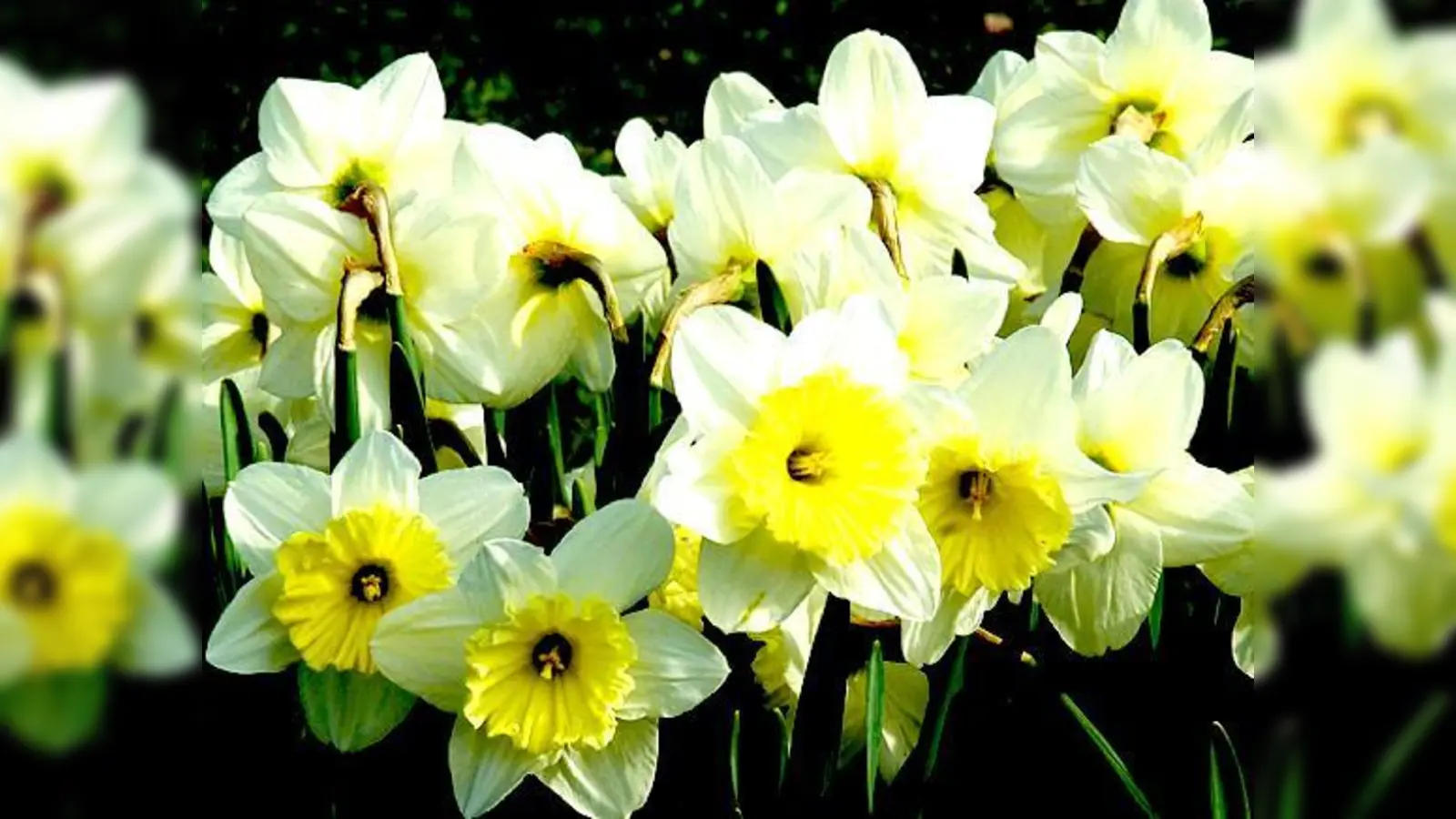 Aus Narzissen eine Girlande: Auch diese Blumen spielen eine Rolle in berühmter Dichtung. 	 (Foto: VA)