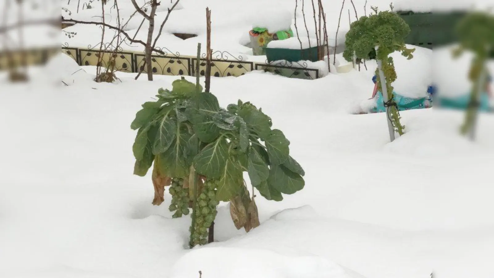 Im „Sonnengarten Solln” wächst auch Rosenkohl. Das winterharte Gemüse wird von November bis Januar geerntet. (Foto: tab)