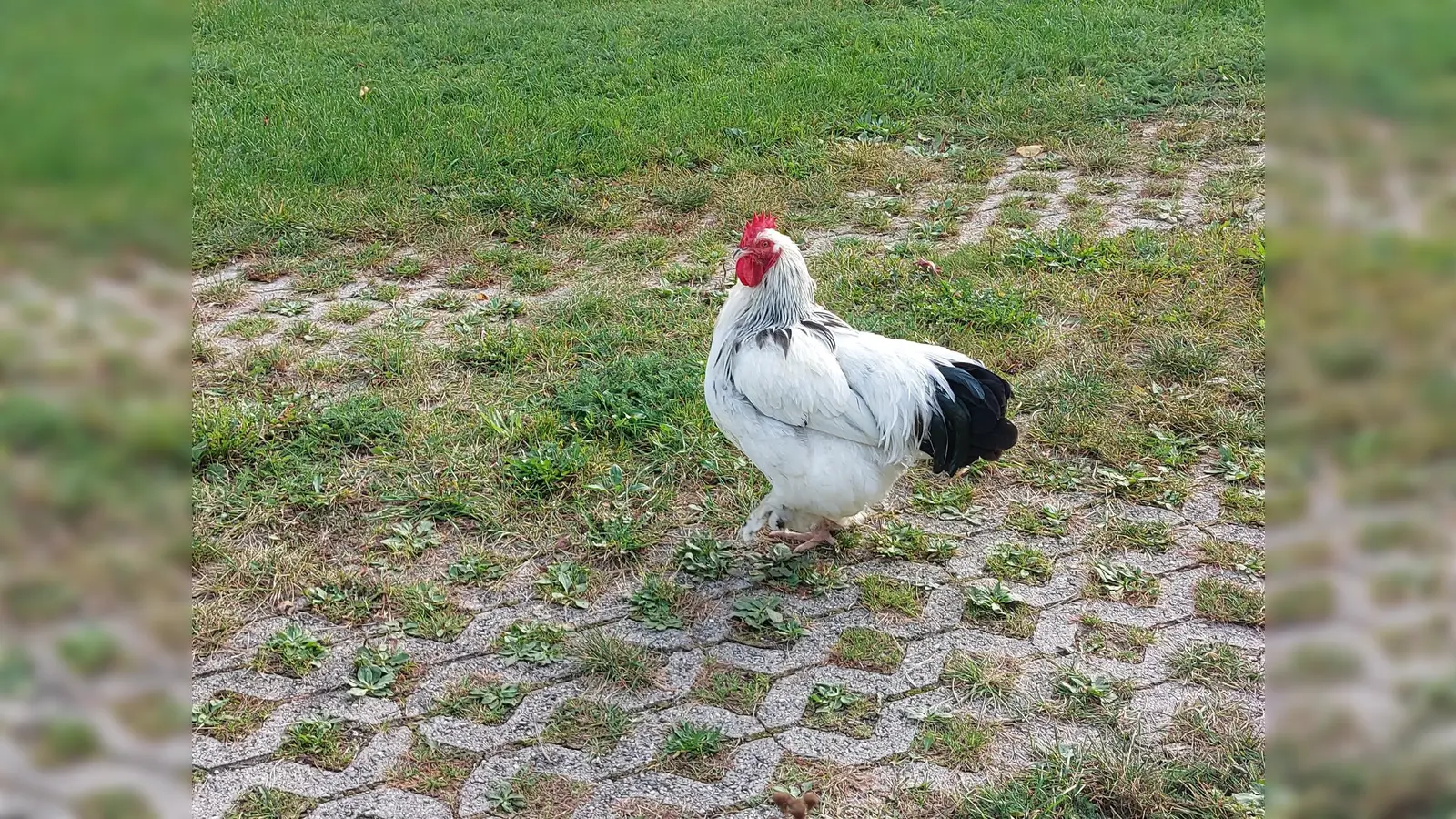 Alle Geflügelbesitzer sind zur Wachsamkeit aufgerufen.  (Foto: bas)