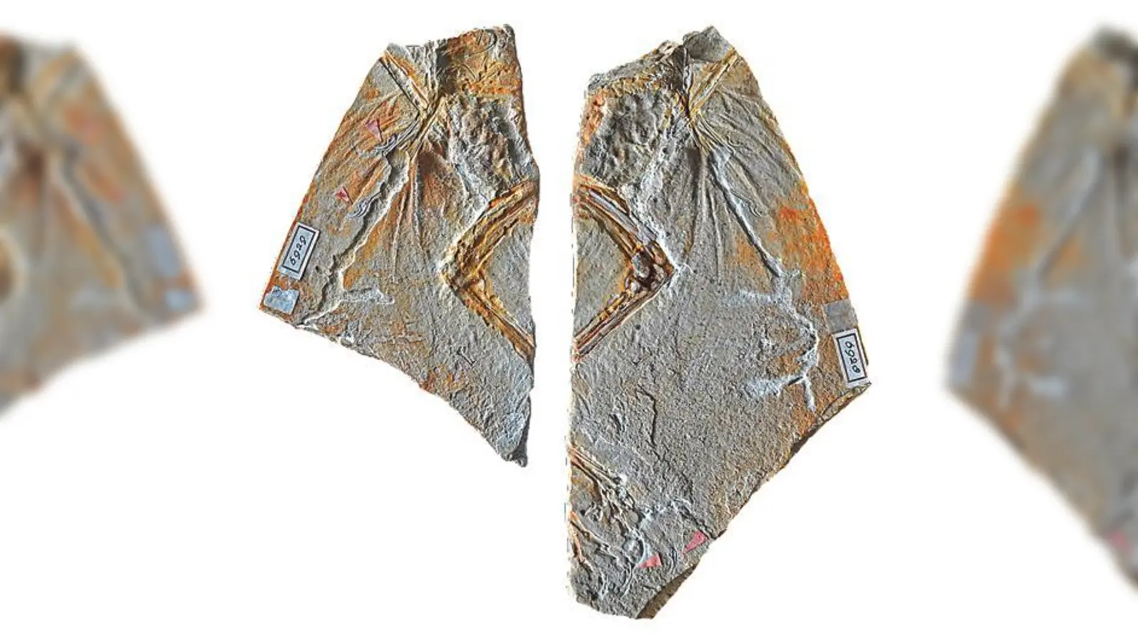 Das Foto zeigt die beiden Platten des Haarlemer Exemplars, das bislang als erster fossiler Fund des Urvogels Archaeopteryx galt.  (Foto: O. Rauhut, SNSB)