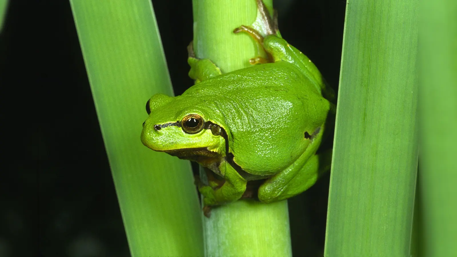 Rund um das Thema Amphibien dreht sich eine Ausstellung in der Neubiberger Bibliothek. (Foto: Wolfgang Willner)