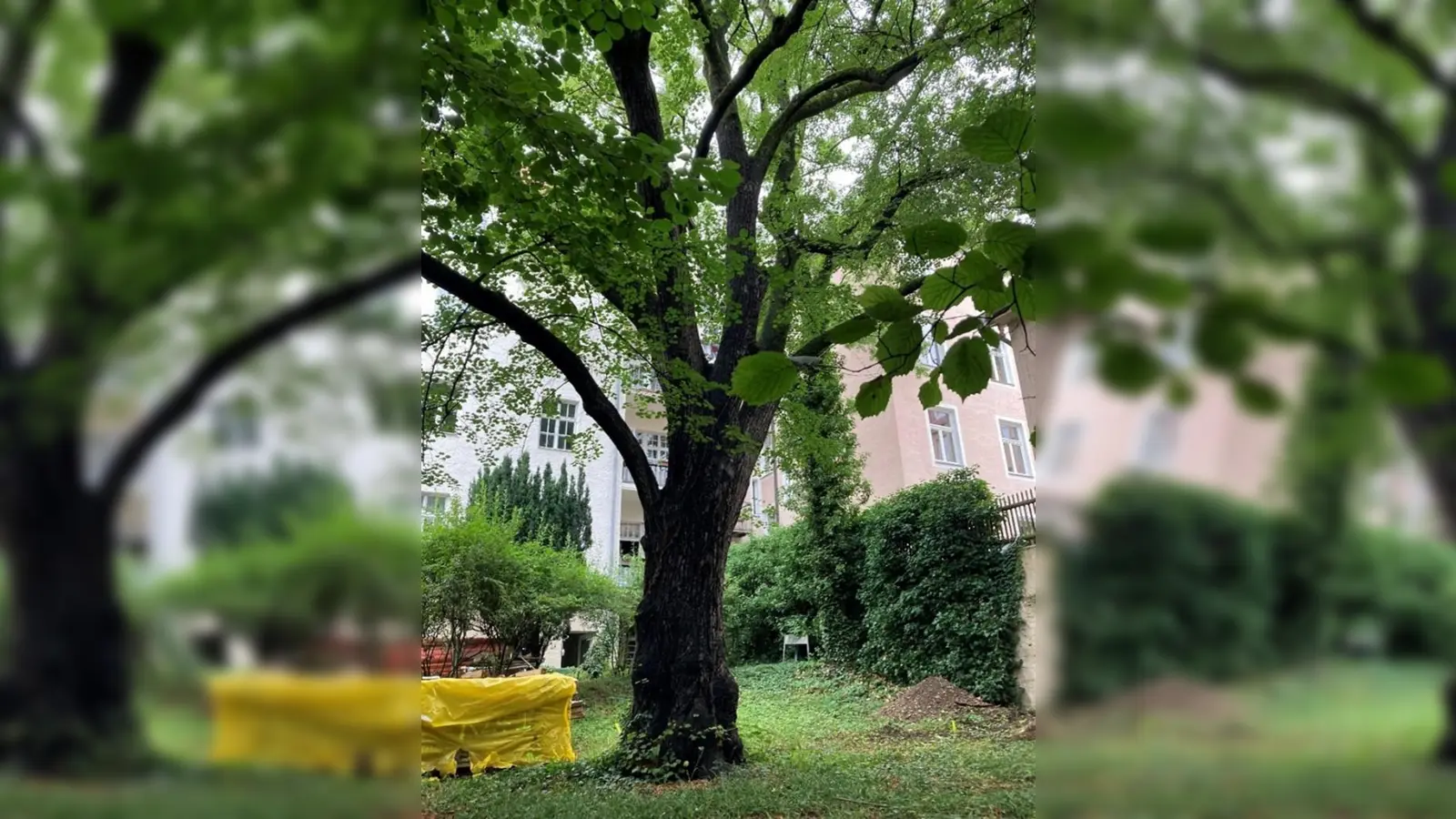 Ab dem 1. Oktober darf auch dieser Baum gefällt werden, damit die drei Townhäuser im Hinterhof der Lindenschmitstraße gebaut werden können. (Foto: Florentine Schiemenz)