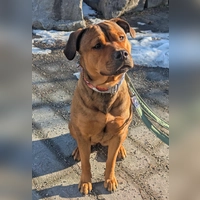 Rottweiler–Presa-Canario-Mix-Hündin Akira. (Foto: Tierheim Riem)