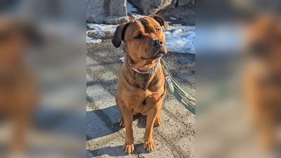 Rottweiler–Presa-Canario-Mix-Hündin Akira. (Foto: Tierheim Riem)