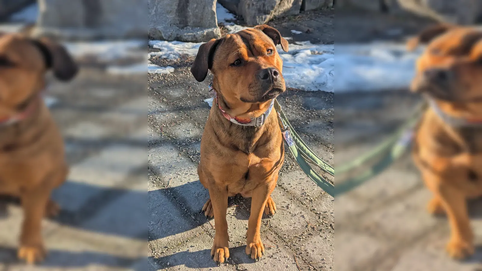 Rottweiler–Presa-Canario-Mix-Hündin Akira. (Foto: Tierheim Riem)