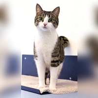 Filou ist ein junger, lebhafter Kater. (Foto: Tierheim Riem)