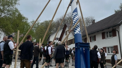 Mit dem Kran kann&#39;s ja jeder - Aber das Maibaumaufstellen von Hand mit Stangen, wie hier in Gilching, erfordert viel Geschick. (Foto: Patrizia Steipe)