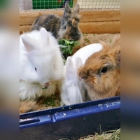 Die Glücksbärchi-Truppe – sechs kleine Löwenköpfchen auf der Suche nach ihrem Glück. (Foto: Tierheim Riem)