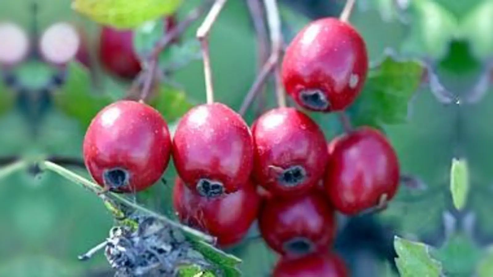 Bei der Kräuterwanderung mit Monika Wimmer gibt es viel Spannendes zu entdecken. 	 (Foto: VA)