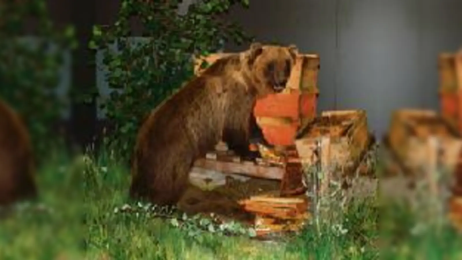 So ähnlich muss es ausgesehen haben, als »Bruno« am 16. Juni des letzten Jahres eine Imkerei in Kochel am See »besuchte«.  (Foto: VA)