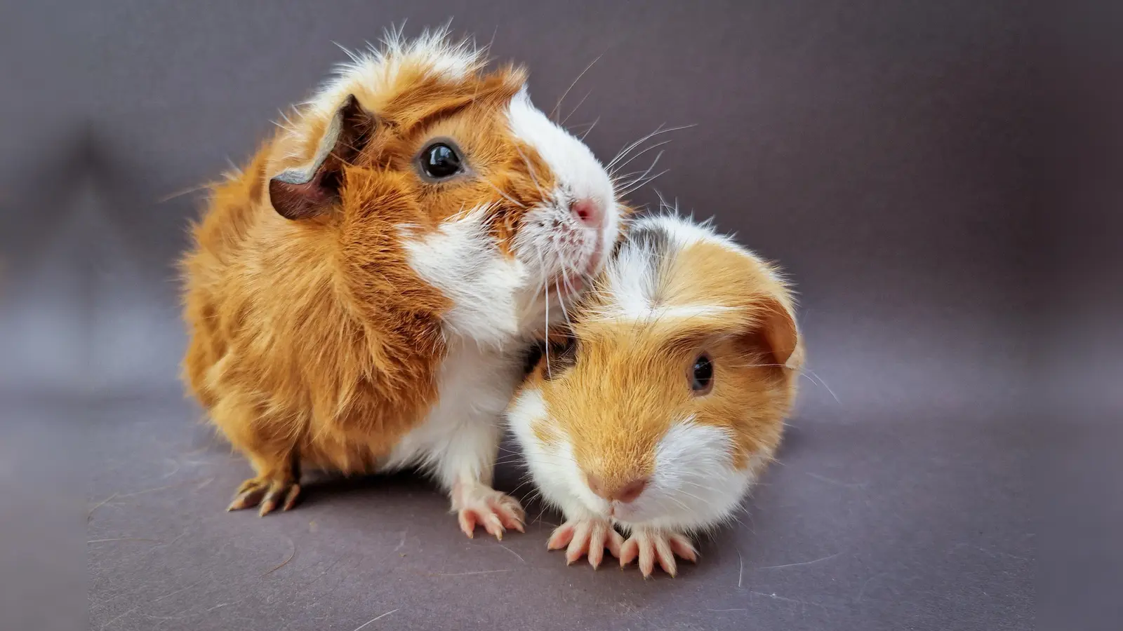 Für Meerschweinchenfreunde ist die Ausstellung in Vaterstetten ein Muss. (Foto: Meerschweinchenfreunde)