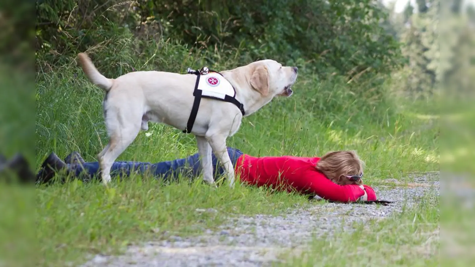 Ein Johanniter-Rettungshund findet im Wald eine Person und zeigt dies durch Bellen an. (Foto: Johanniter/ Simone Brümmer)