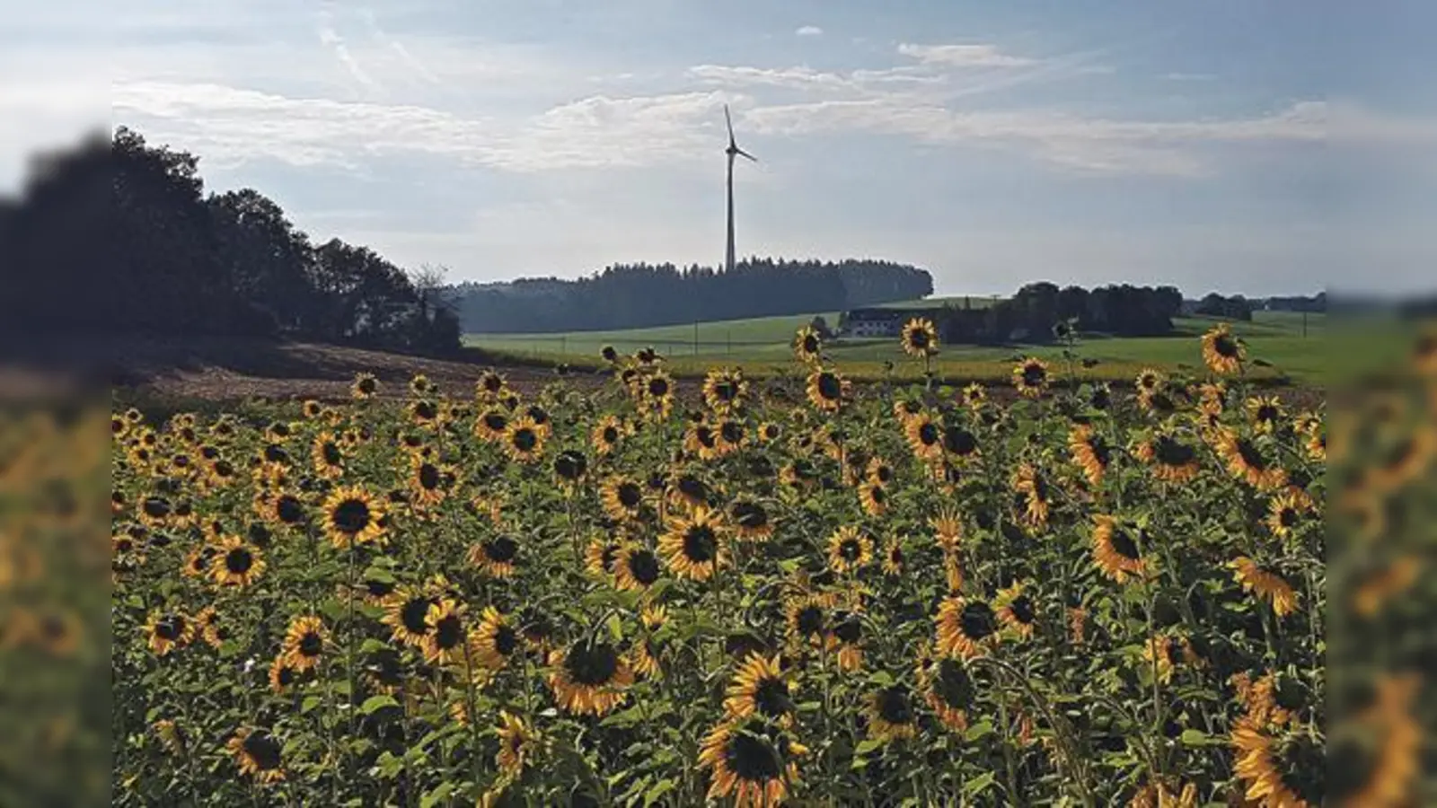 Südlich von Alxing steht das bisher einzige Windrad im Landkreis Ebersberg. Derzeit wird  geprüft, ob auch der Ebersberger Forst ein geeigneter Standort wäre.	 (Foto: Stefan Dohl)