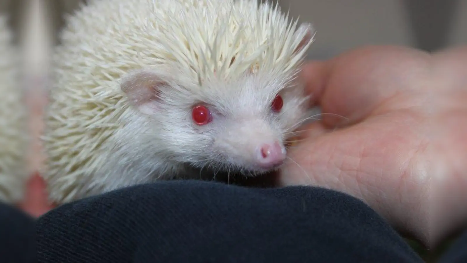 Ausgesetzt: Simone ist ein afrikanischer Albino-Weißbauchigel und wird derzeit im Tierheim München gepäppelt. (Foto: Tierheim München)